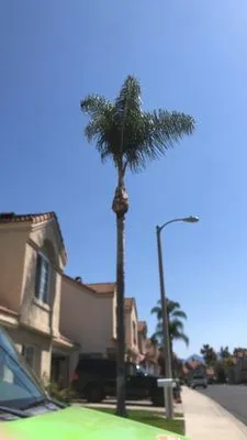 Castanon Landscaping Logo