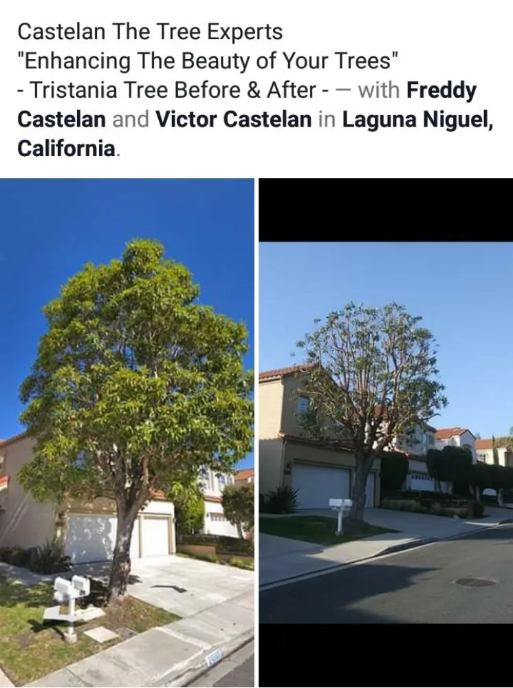 Professional lawn mowing service in Santa Ana, CA - Castelan The Tree Experts 