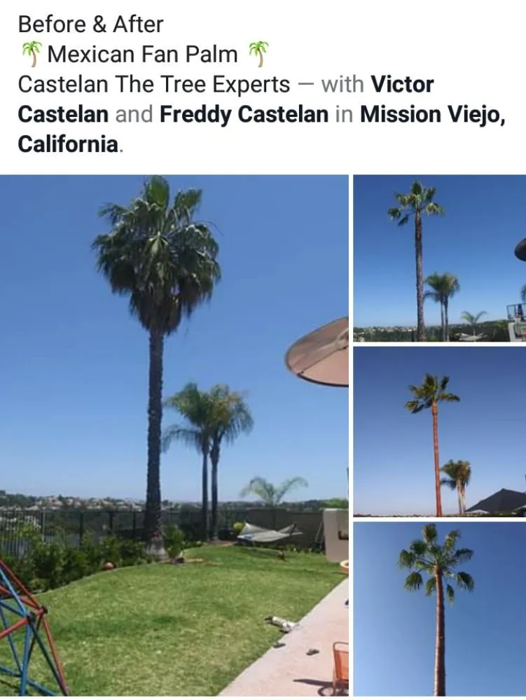 Reliable lawn care service for homes in Santa Ana, CA by Castelan The Tree Experts 
