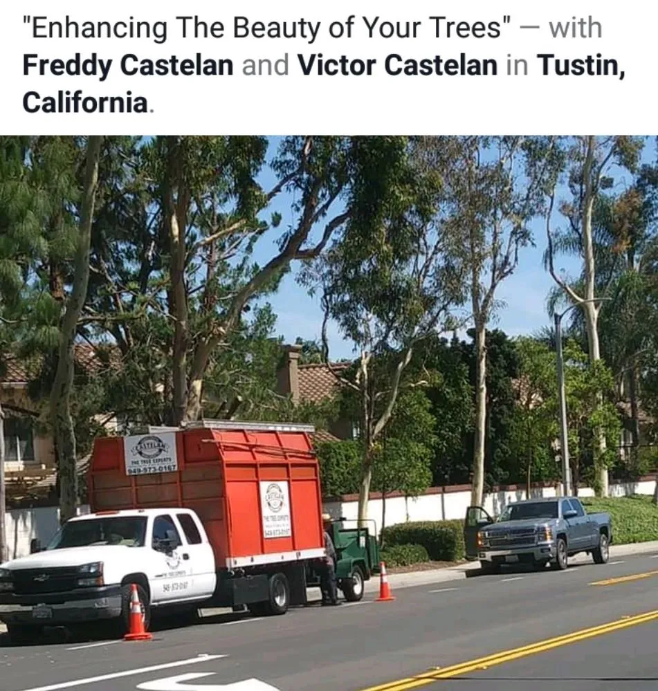 Affordable lawn care service in Santa Ana, CA by Castelan The Tree Experts 