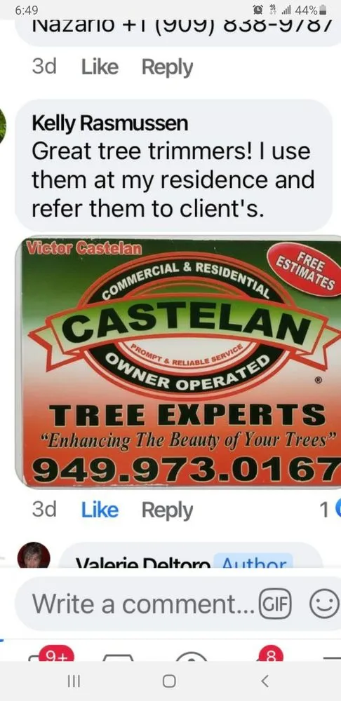 Custom yard cleanup service for year-round maintenance across Santa Ana, CA - Castelan The Tree Experts 