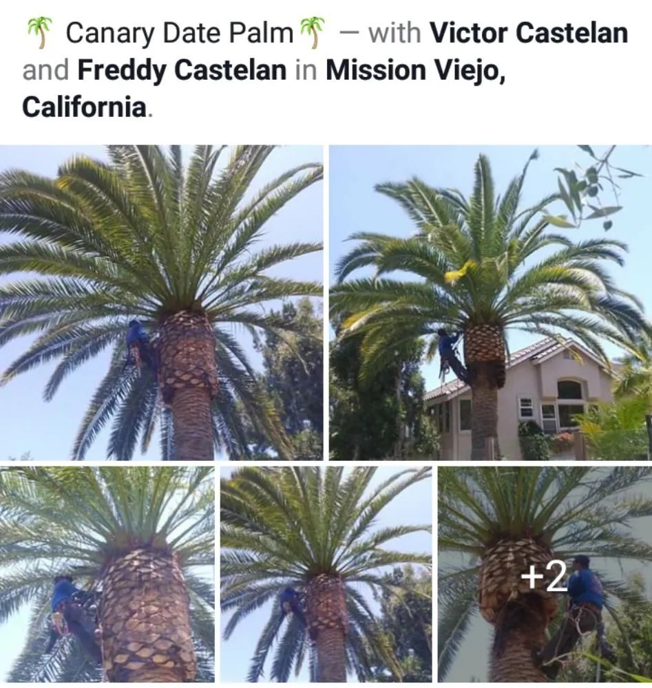 Affordable yard maintenance experts serving Santa Ana, CA - Castelan The Tree Experts 