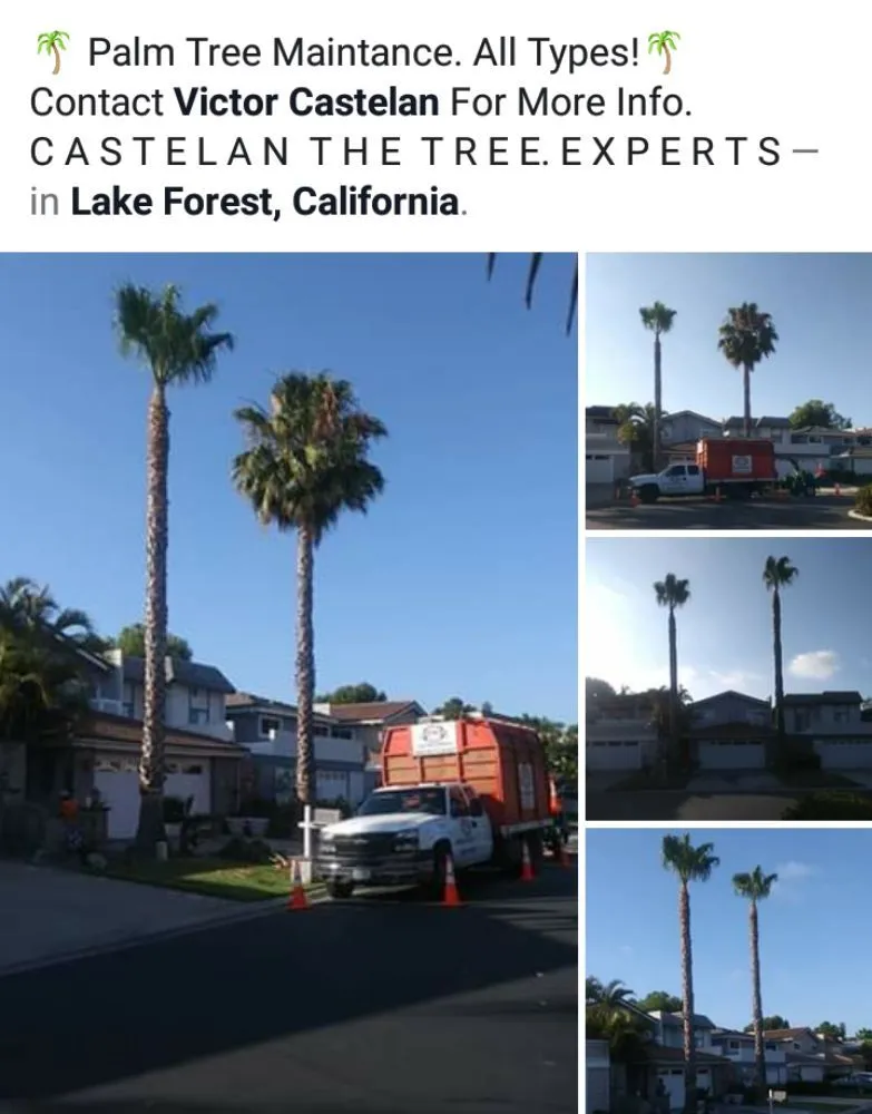 Trusted landscape design with custom design in Santa Ana, CA by Castelan The Tree Experts 