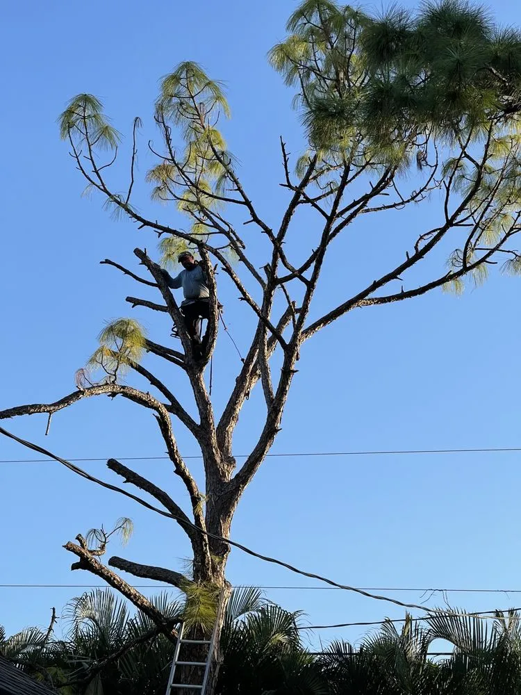 Professional garden landscaping experts serving Stuart, FL - Castellanos Landscaping