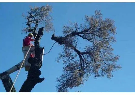 Custom residential landscaping in Selma, CA by Castellanos Service