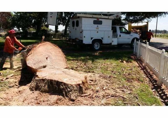 Reliable lawn care service for beautiful yards in Selma, CA by Castellanos Service