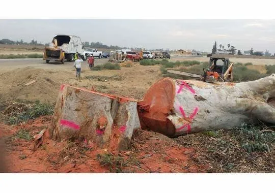 Custom outdoor landscaping with custom design across Selma, CA - Castellanos Service