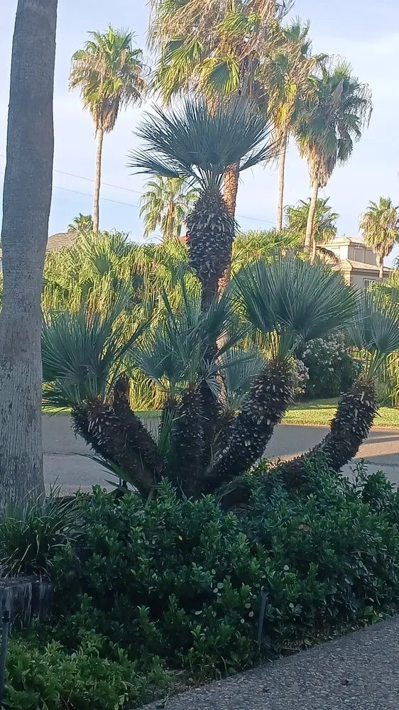 Top-rated landscape design for year-round maintenance in Los Fresnos, TX by Castillo Eduardo Landscaping