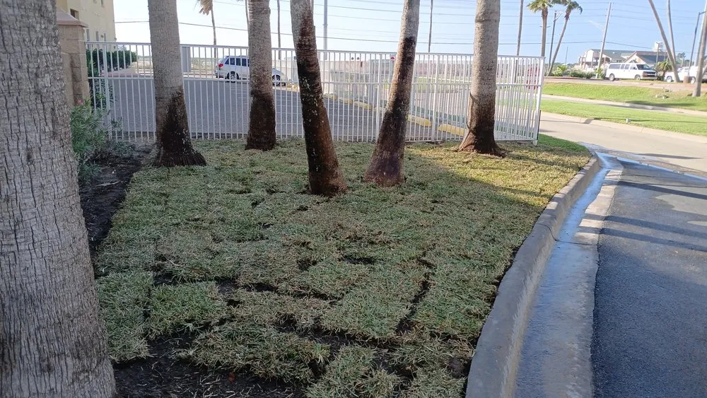 Local outdoor landscaping experts serving Los Fresnos, TX - Castillo Eduardo Landscaping