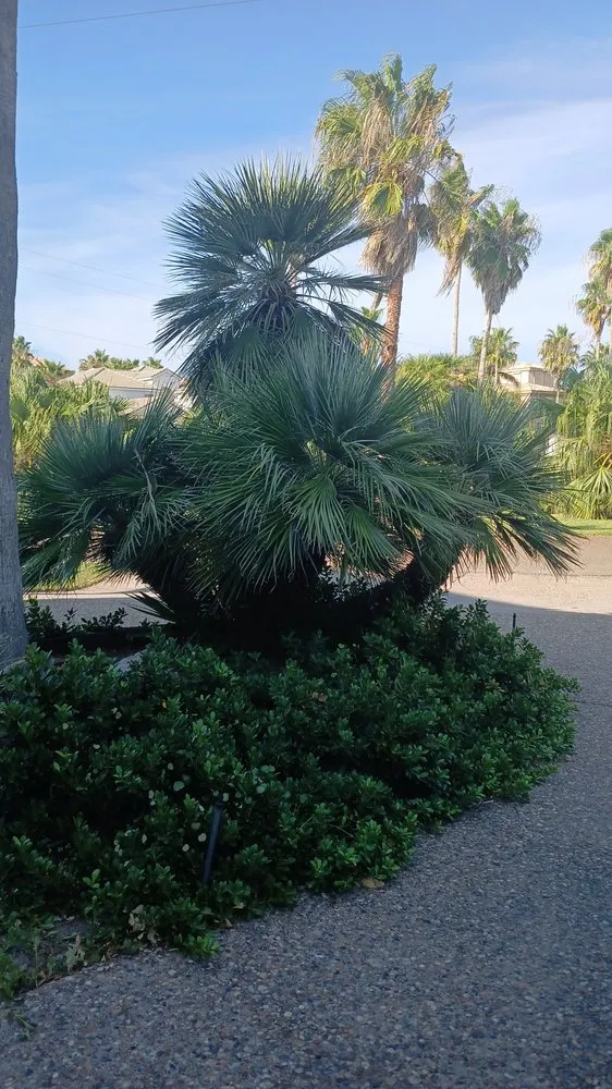 Affordable lawn care service for outdoor upgrades across Los Fresnos, TX - Castillo Eduardo Landscaping