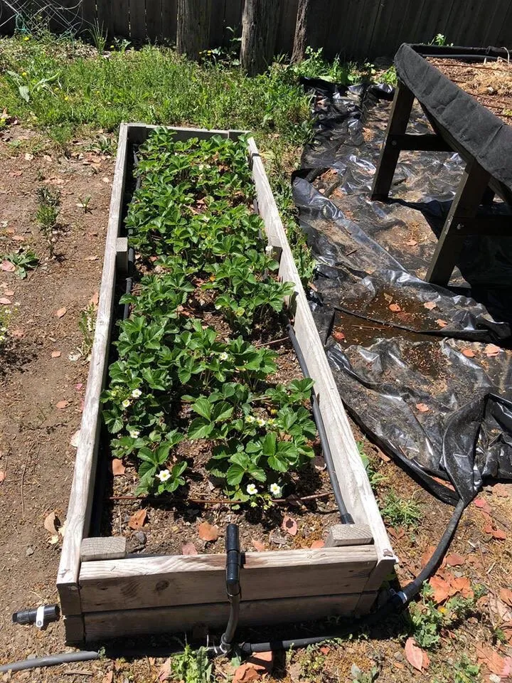 Affordable residential landscaping experts serving Santa Rosa, CA - Castillo Land Restoration & Land Management