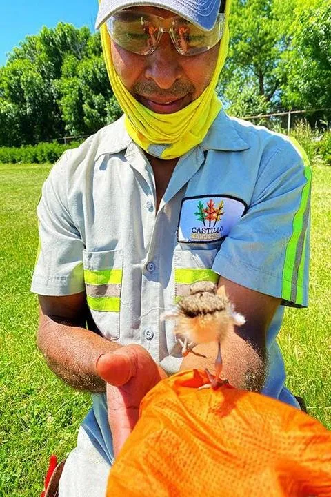 Local yard cleanup service near you in Elk Grove Village, IL by Castillo Landscape