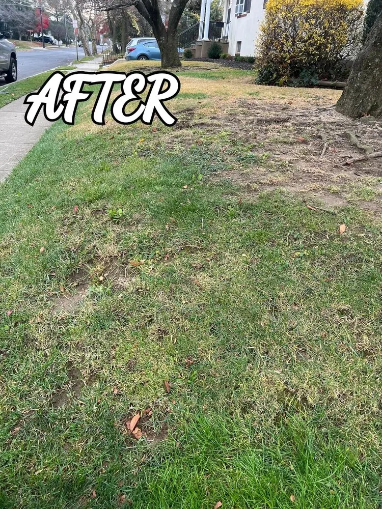 Local landscape design in Delair, NJ by Castillo Landscape Services