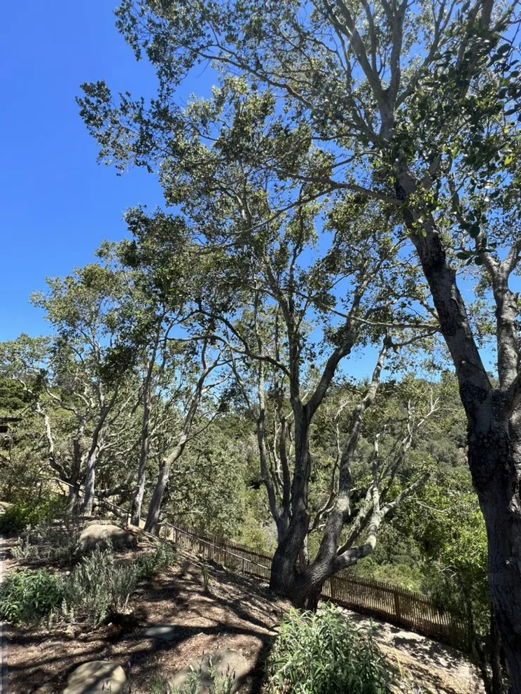 Professional lawn care service with custom design in Redwood City, CA by Castillo Landscaping & Tree Services