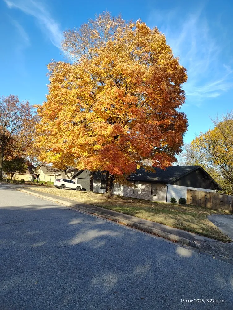 Top-rated landscape design experts serving Springdale, AR - Castillo Lawn Care