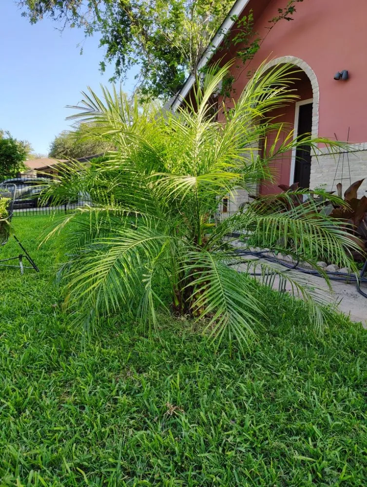 Local garden landscaping in San Antonio, TX - Castillo Lawn Services