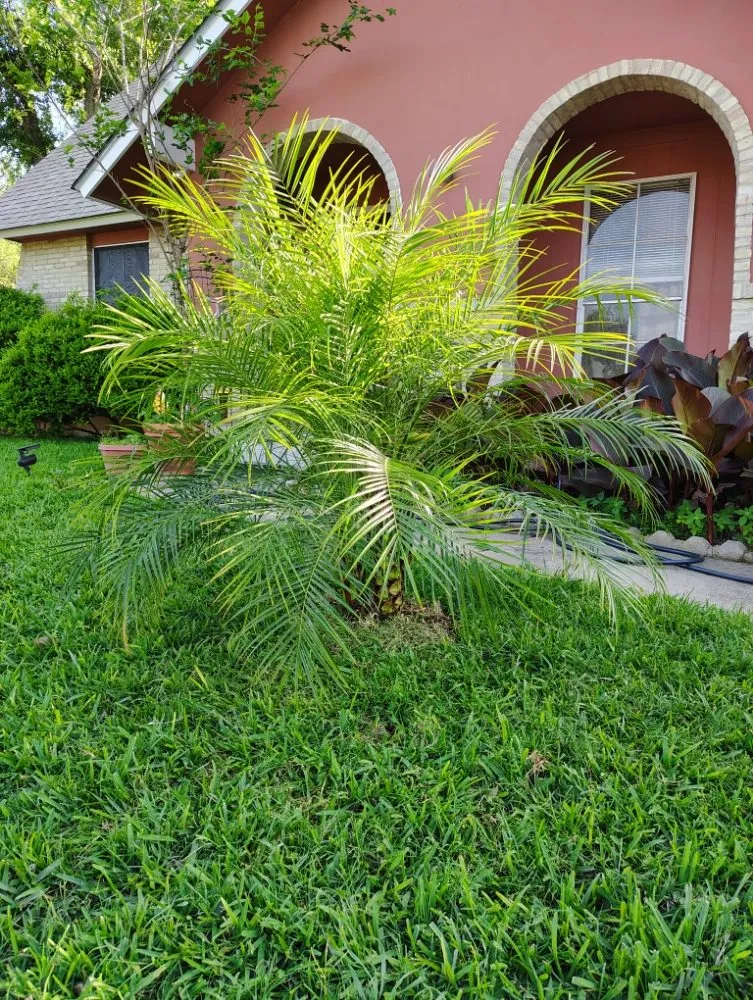 Local outdoor landscaping near you in San Antonio, TX by Castillo Lawn Services