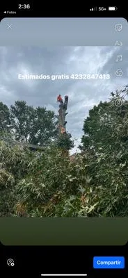 Castillo Services Logo