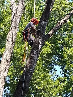Castillo Tree & Lawn Service Logo