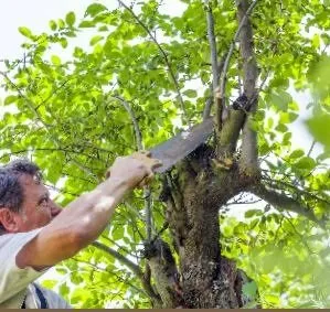 Expert lawn mowing service with custom design across Sarasota, FL - Castillo Tree & Lawn Service