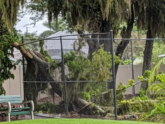 Castillo Tree & Lawn Service Logo