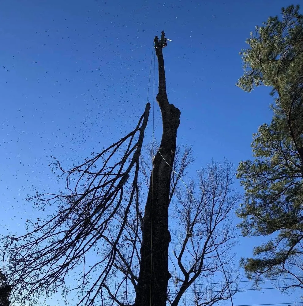 Trusted yard cleanup service for homes across Henrico, VA - Castillo Tree Services & Landscaping