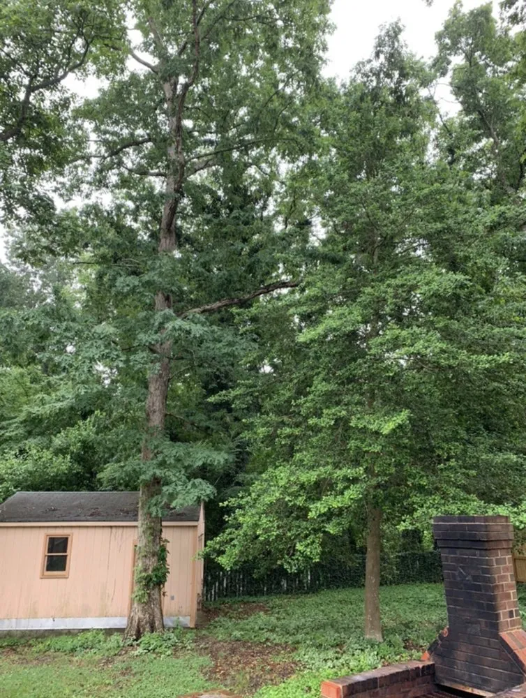 Local yard maintenance in Henrico, VA - Castillo Tree Services & Landscaping