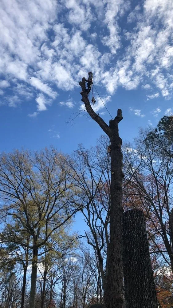 Professional yard cleanup service in Henrico, VA by Castillo Tree Services & Landscaping