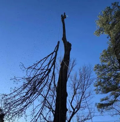 Castillo Tree Services & Landscaping Logo