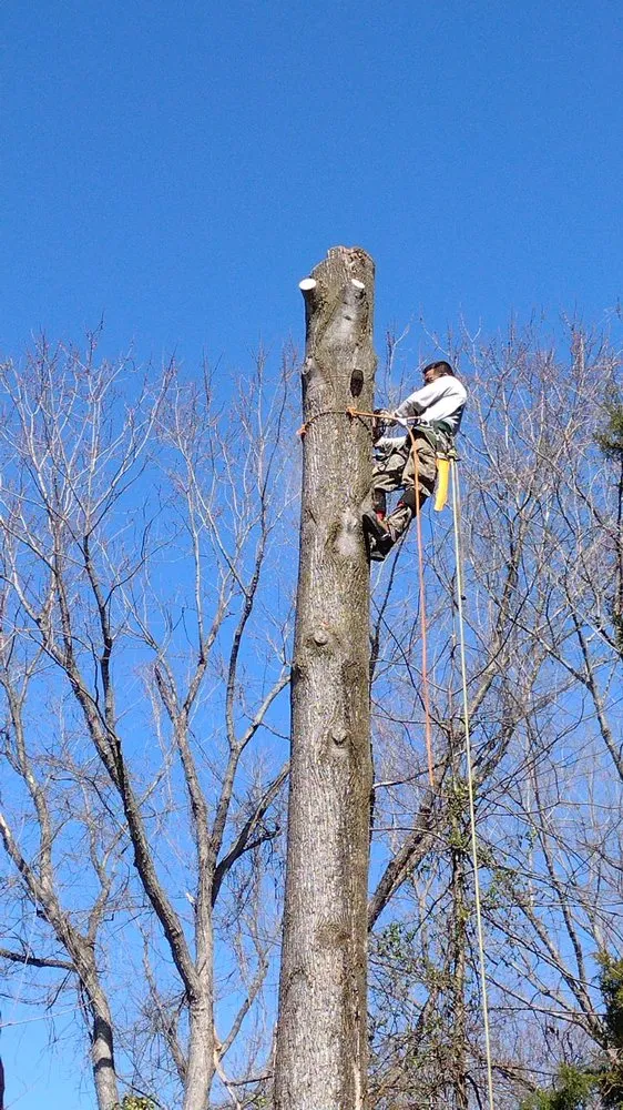 Reliable landscape design with custom design across Edgewater, MD - Castillo's Tree Services