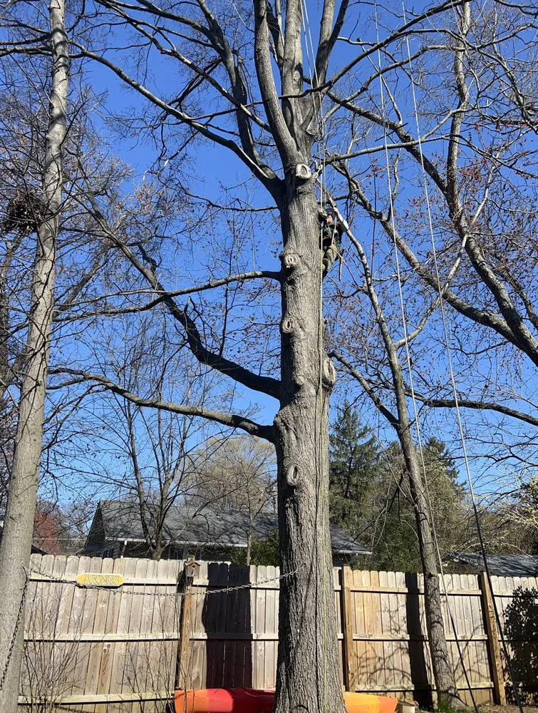 Affordable yard cleanup service experts serving Edgewater, MD - Castillo's Tree Services
