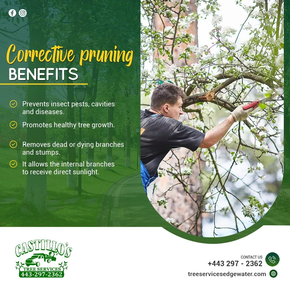 Custom residential landscaping experts serving Edgewater, MD - Castillo's Tree Services