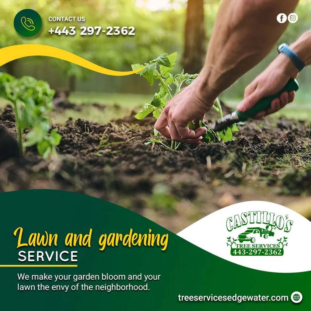 Top-rated lawn care service experts serving Edgewater, MD - Castillo's Tree Services