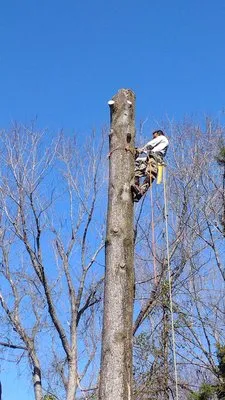 Castillo's Tree Services Logo