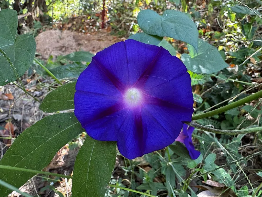 Trusted residential landscaping in Dallas, GA by Castle Outdoor