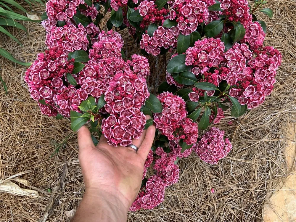 Trusted landscaping services for outdoor upgrades across Dallas, GA - Castle Outdoor