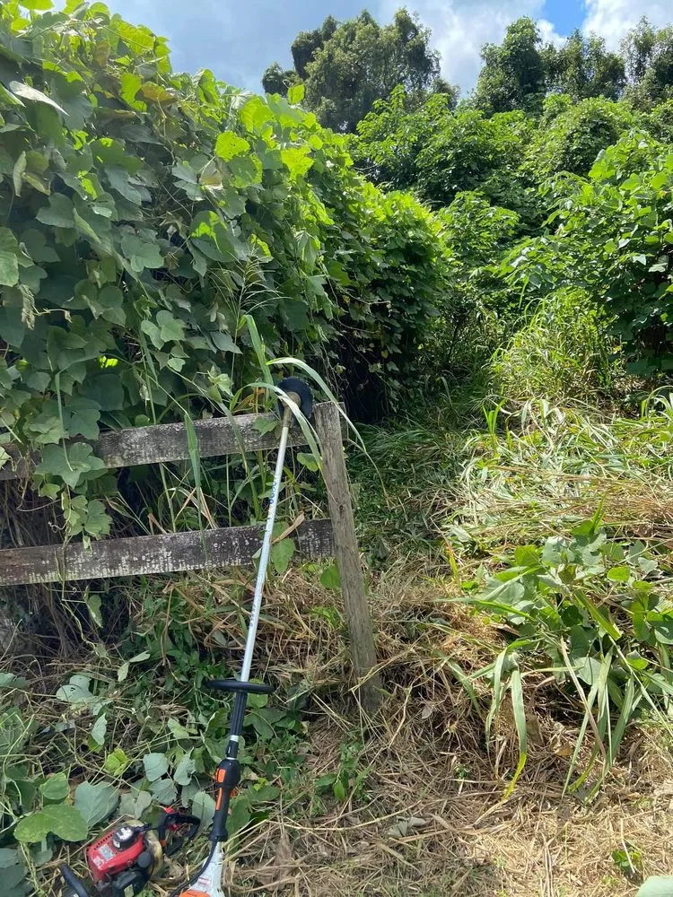 Reliable lawn mowing service in Anthony, FL by Castro Landscaping and Services