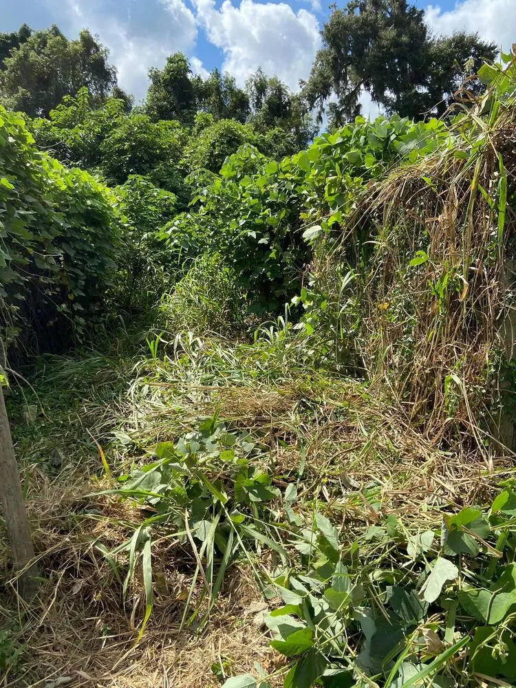 Trusted yard cleanup service experts serving Anthony, FL - Castro Landscaping and Services