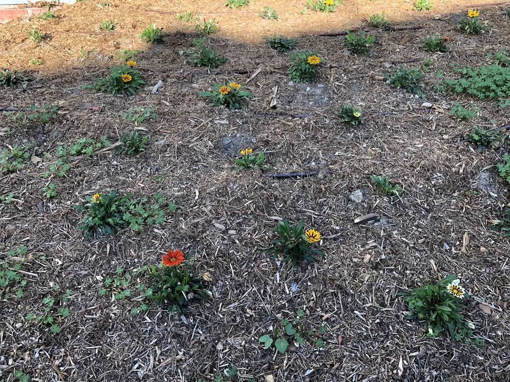 Reliable outdoor landscaping experts serving Los Angeles, CA - Castro Landscaping Service