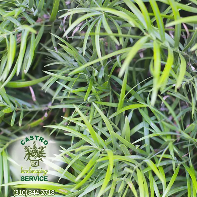 Custom landscape design with custom design across Los Angeles, CA - Castro Landscaping Service