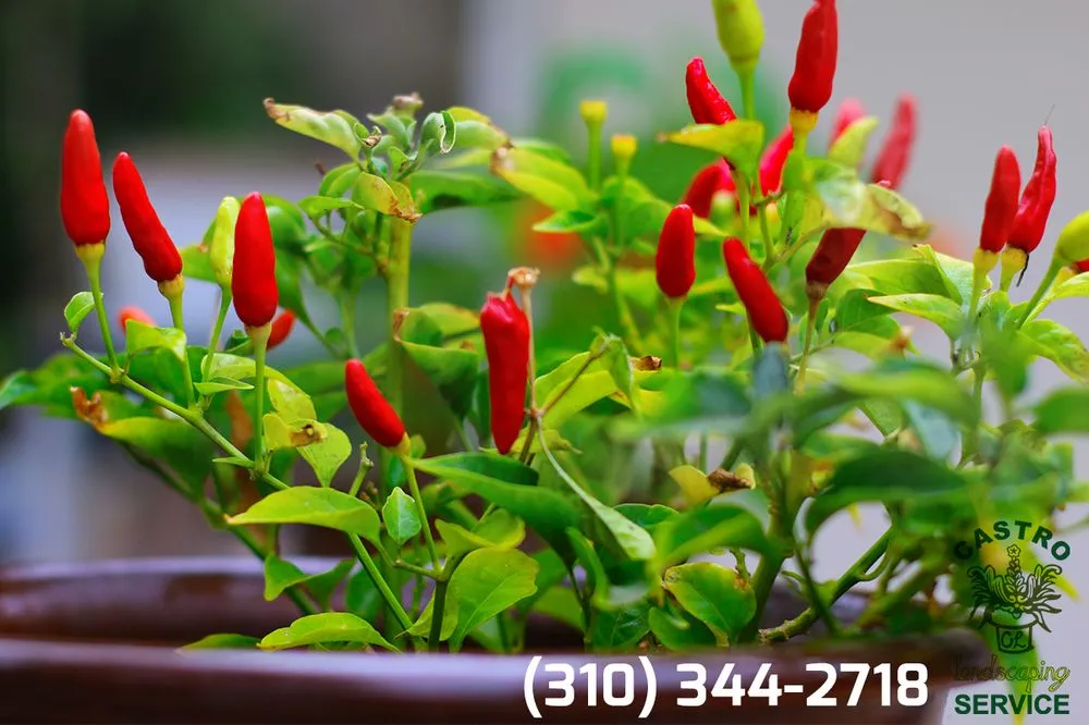 Local landscape design for outdoor upgrades across Los Angeles, CA - Castro Landscaping Service