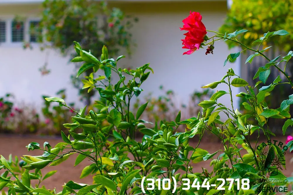 Top-rated yard cleanup service for residential properties across Los Angeles, CA - Castro Landscaping Service