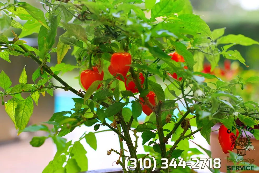 Custom outdoor landscaping for homes across Los Angeles, CA - Castro Landscaping Service