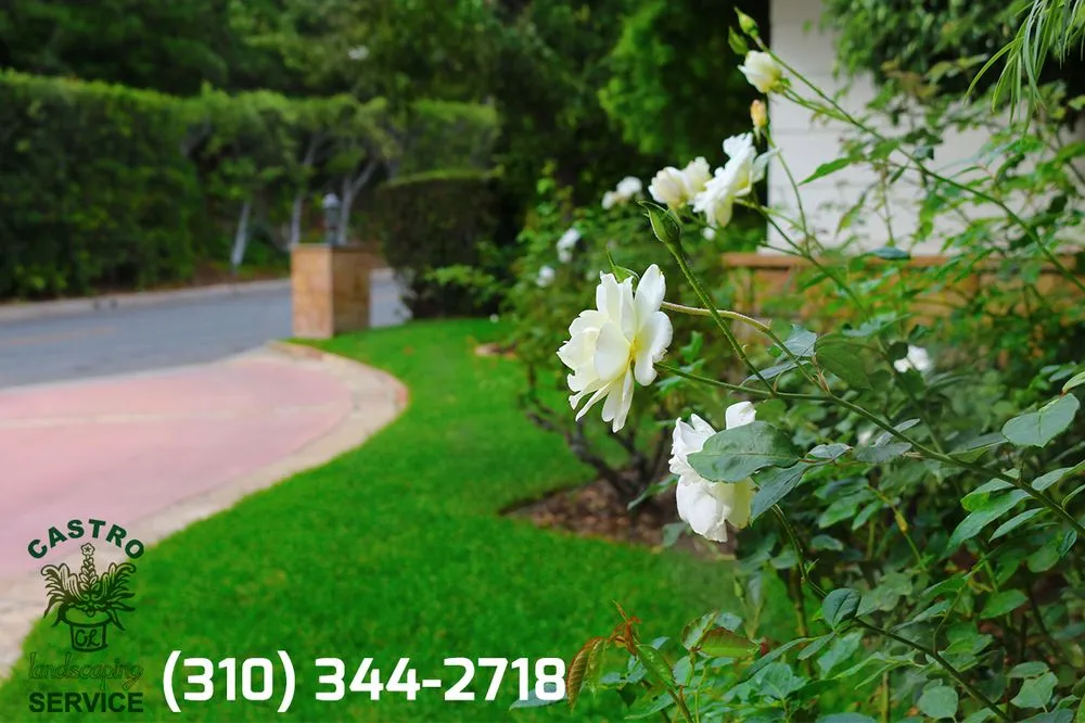 Reliable yard cleanup service for residential properties across Los Angeles, CA - Castro Landscaping Service