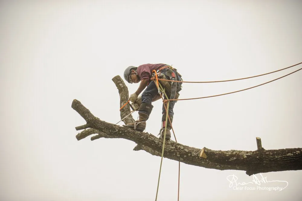 Top-rated landscaping services in Baltimore, MD by Castro Lawn & Tree Care