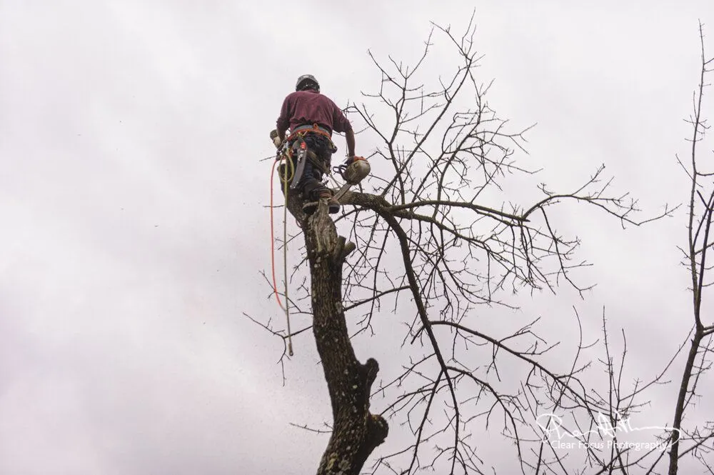Custom outdoor landscaping with custom design across Baltimore, MD - Castro Lawn & Tree Care