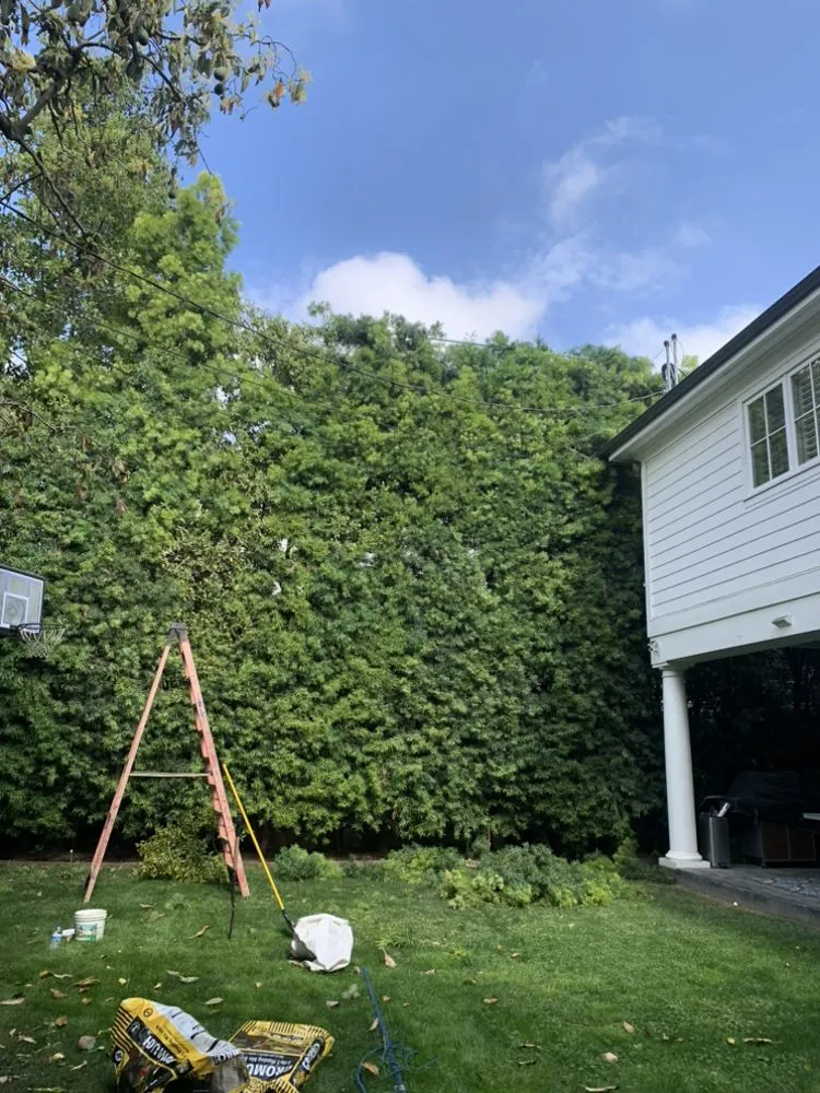 Custom lawn mowing service for homes in Santa Monica, CA by Castro Lawncare