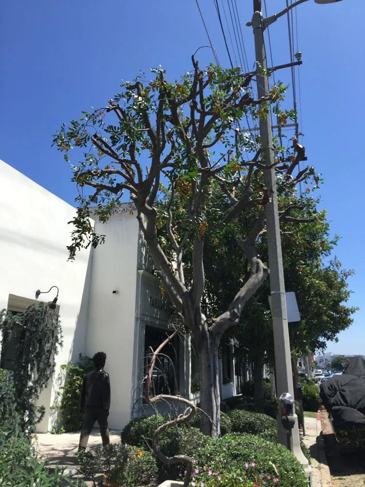 Expert landscape design for homes in Santa Monica, CA by Castro Lawncare