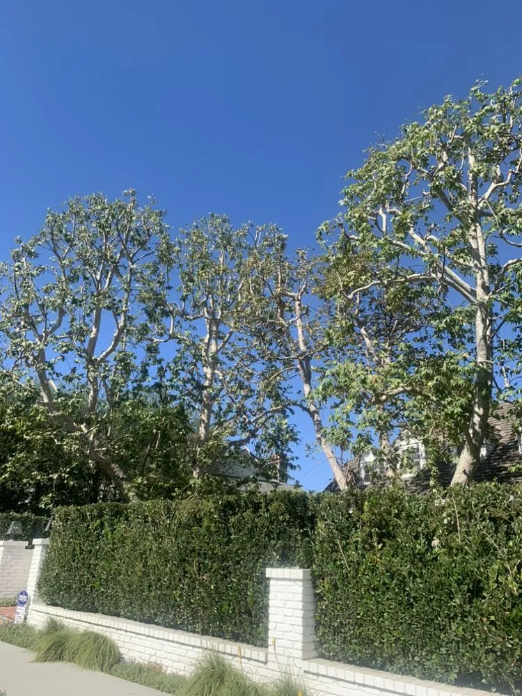 Top-rated yard cleanup service for homes across Santa Monica, CA - Castro Lawncare