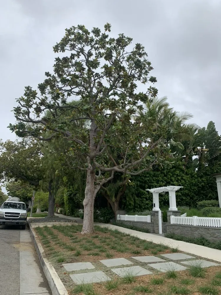 Local yard cleanup service in Santa Monica, CA - Castro Lawncare